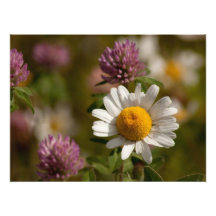 Daisies and Clover; No Text Art Photo