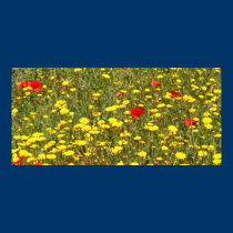 Daisies and Poppies posters