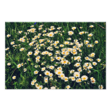 Daisies Art Photo