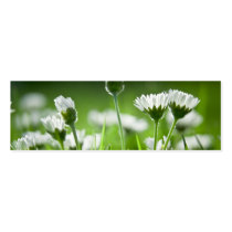 Daisies Business Card Templates