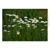 Daisies cards