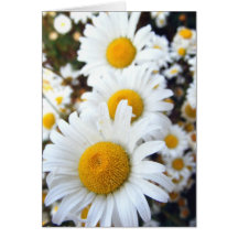 Daisies Card