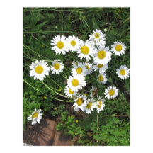 Daisies Customized Letterhead