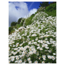 Daisies Flyer