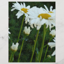 daisies flyer design
