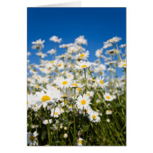 Daisies folded card
