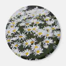 Daisies Fridge Magnet