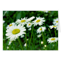 Daisies Greeting Card