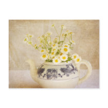 Daisies in a Teapot Postcards