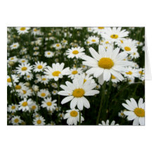 Daisies in Abundance! Greeting Card