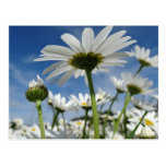 Daisies in the Sky Post Card