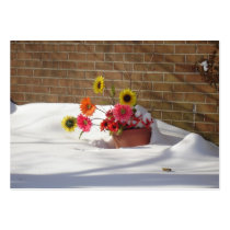 Daisies In The Snow