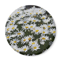 Daisies Fridge Magnet