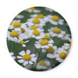 Daisies peace sign fridge magnet
