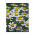 Daisies peace sign post cards