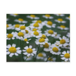 Daisies peace sign post cards