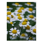 Daisies peace sign post cards