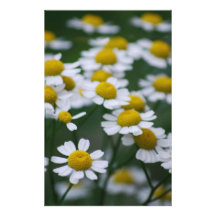 Daisies peace sign stationery