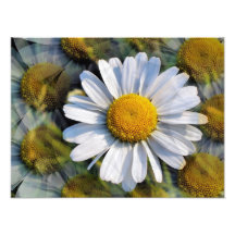 DAISIES PHOTO