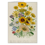 Daisies, plate 31 from 'The Ladies' Greeting Cards
