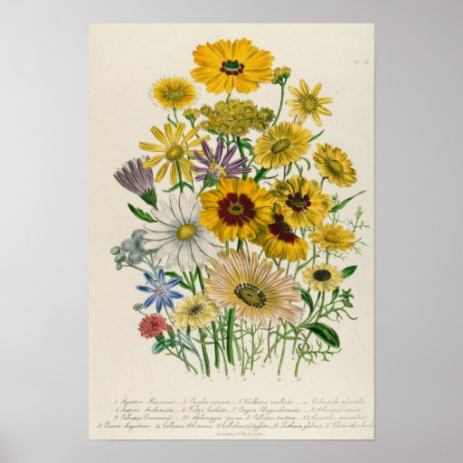 Daisies, plate 31 from 'The Ladies' Poster