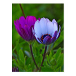 Daisies Post Card