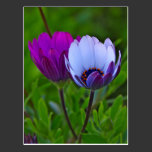 Daisies Post Card postcards