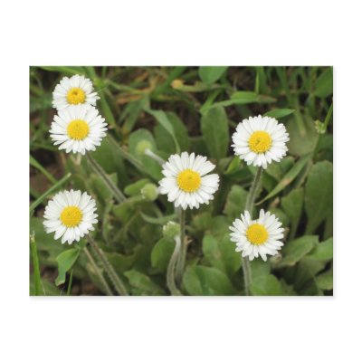 Daisies Postcard by heysje