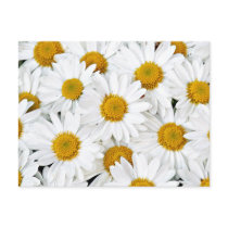 Daisies Postcard