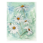 'Daisies' Postcard