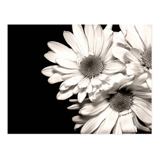 Daisies Postcard