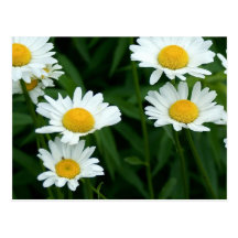 Daisies Postcards