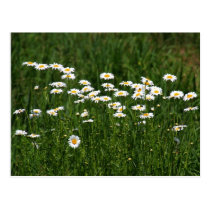 Daisies postcards