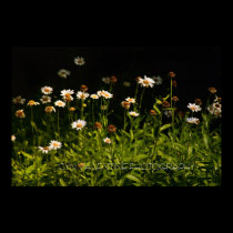 Daisies posters