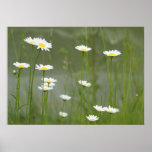 Daisies Print