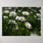 Daisies Poster