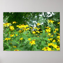 Daisies Poster