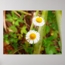 Daisies Poster Print