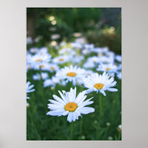 Daisies Posters