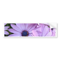 DAISIES Purple Pink Daisy 1 Cards Gifts Mugs