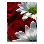 Daisies & Roses Postcard