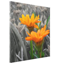 Daisies Wrapped Canvas Gallery Wrap Canvas
