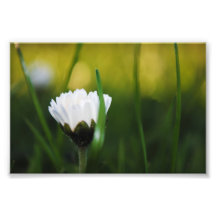 Daisy and grass photo print