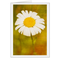 daisy and the lonely summer cards