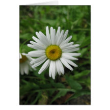 Daisy Birthday Card