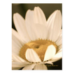 "Daisy Bloom!" Post Card