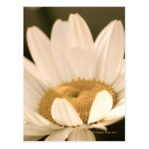 "Daisy Bloom!" postcards