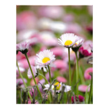 Daisy Blossoms Elegant  Romantic  Wedding Parties Custom Letterhead
