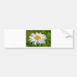 daisy bumper stickers