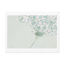 Daisy Butterflies ❉ Postcard
